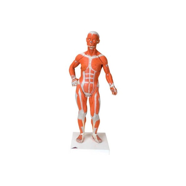 3B Anatomical Model - 1/4 Life Size Muscle Figure, 2-Part